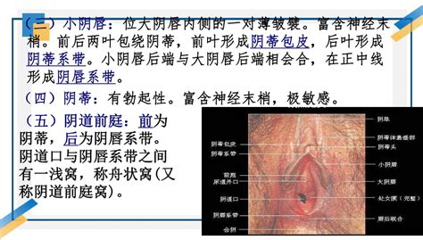 幼女穴|超过 80000 张关于“女性 生殖器官”和“女性”的免费图片